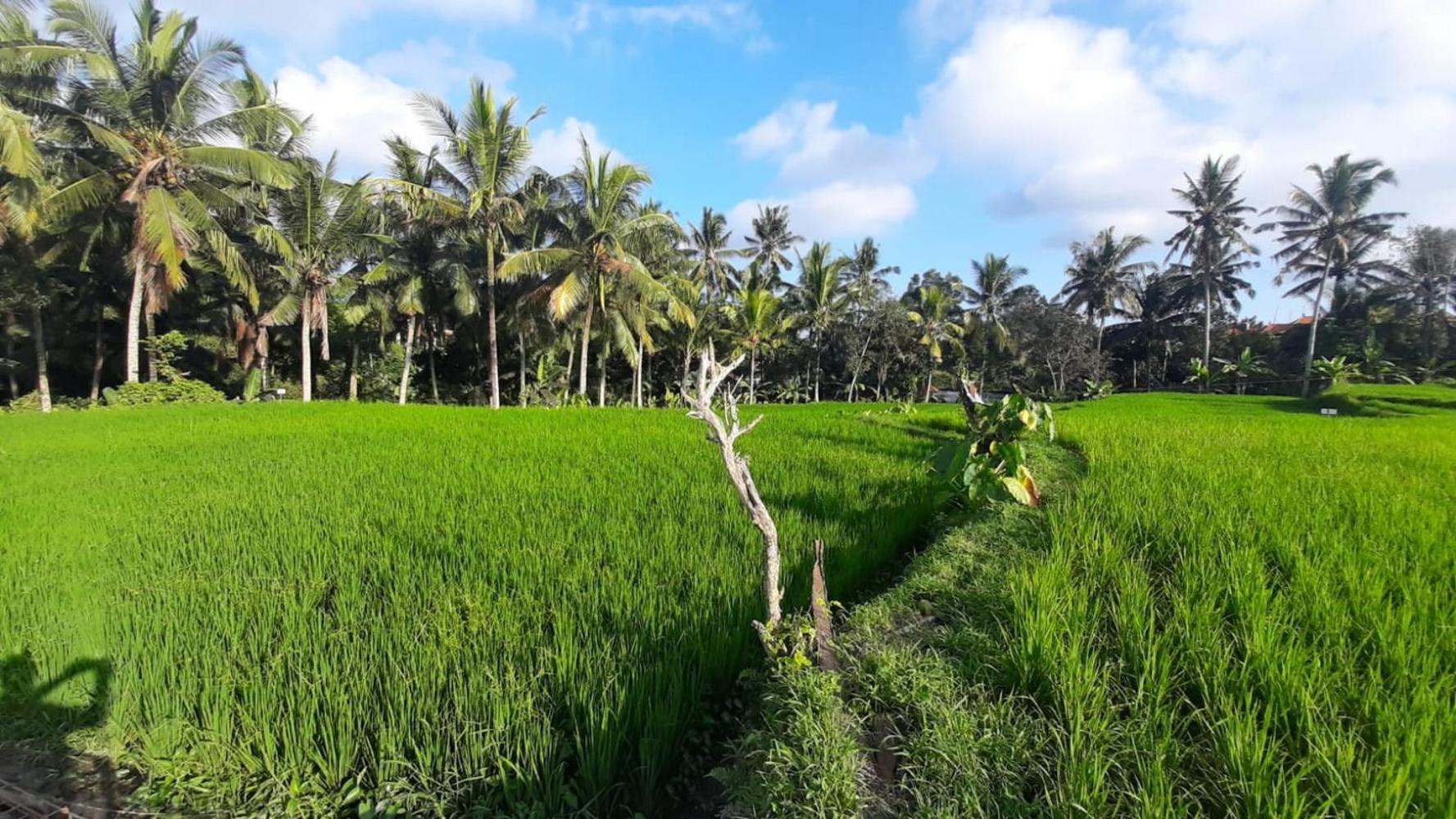 As I Am Ubud Retreat Экстерьер фото