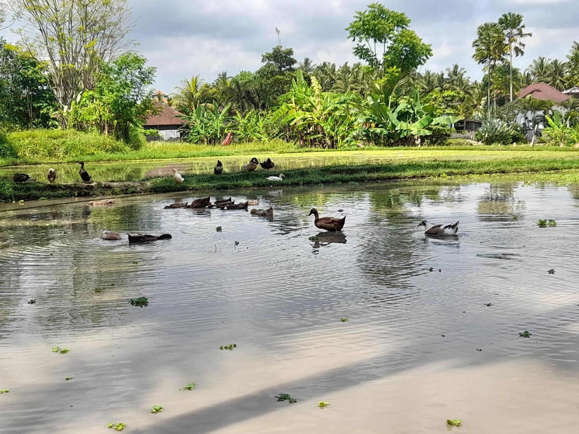 As I Am Ubud Retreat Экстерьер фото